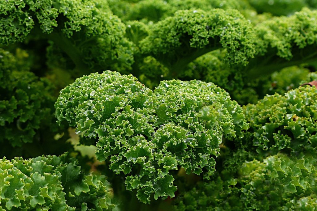 15 Impressive Health Benefits Of Kale A SuperFood Mr Mind Blowing