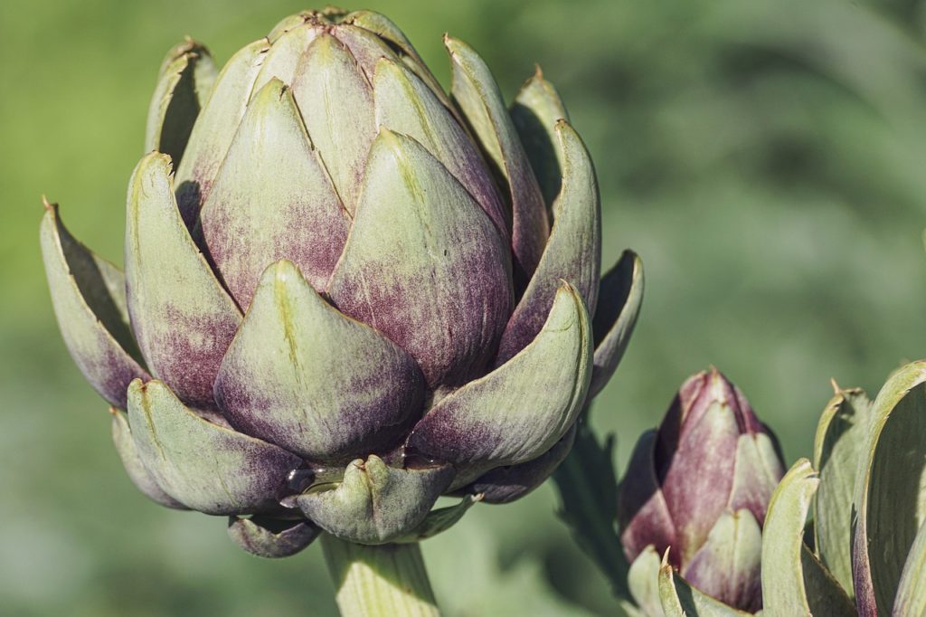 18 Science Backed Benefits Of Artichokes Mr Mind Blowing