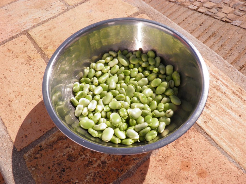 12 Amazing Benefits Of Fava Beans Mr Mind Blowing
