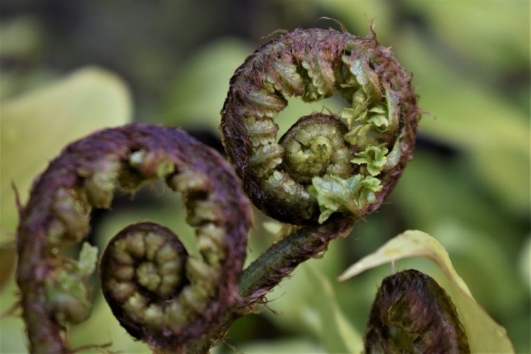 12 Incredible Benefits of Fiddleheads Mr Mind Blowing
