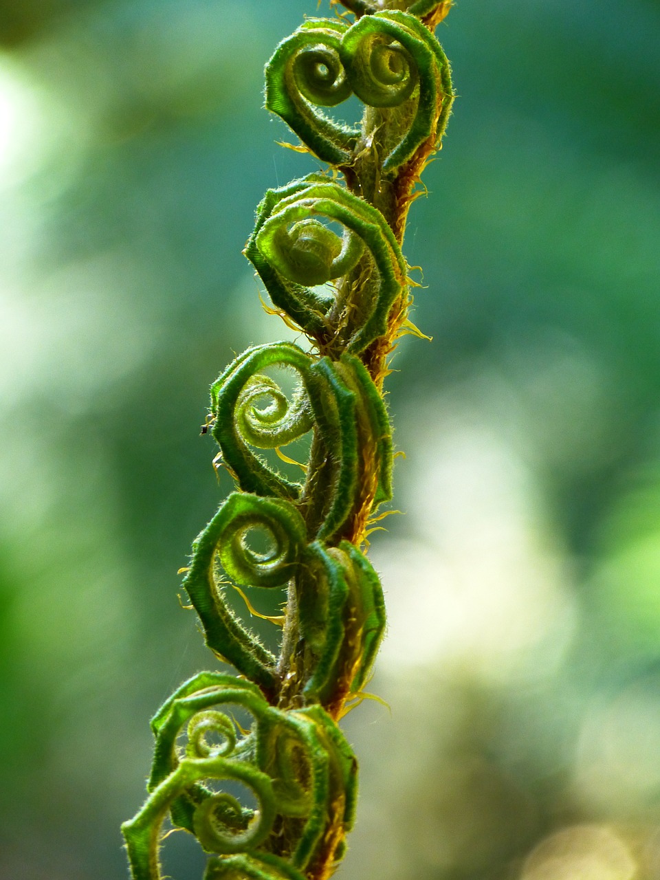 12 Incredible Benefits of Fiddleheads Mr Mind Blowing