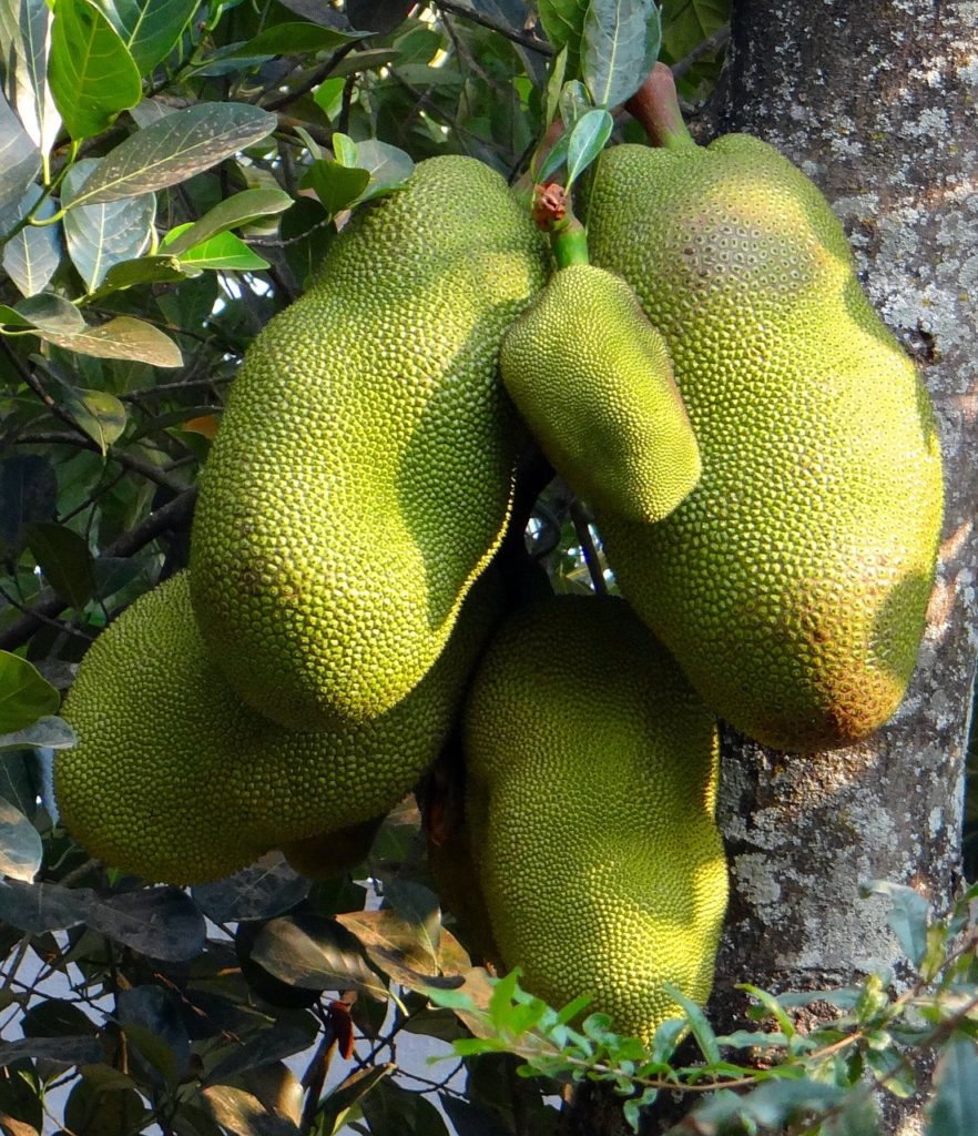 30 Benefits Of Jackfruit A Healthy Gift (No9 is Shocking) Mr Mind