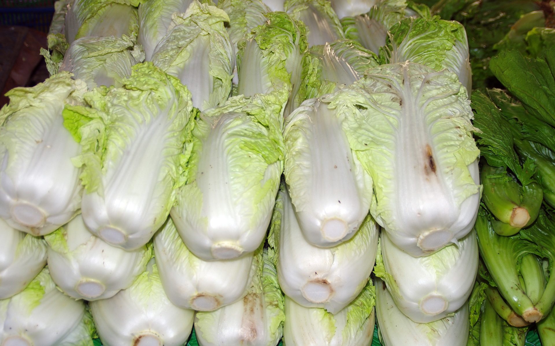 Benefits Of Napa Cabbage (Chinese Cabbage) Mr Mind Blowing